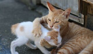 写メ伝言板サムネイル